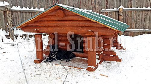 Будка для собаки Каприз большая с выносом под крыльцо рубленная из бревна